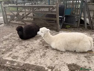 Alpaca livestock Alpacas - Advert 1