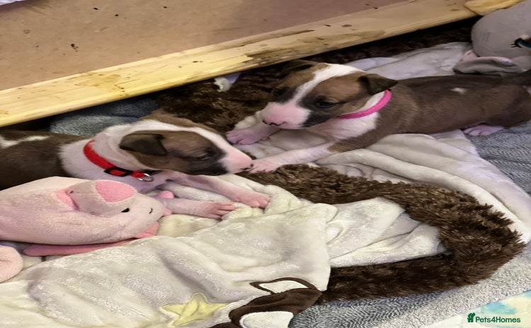 English Bull Terrier dogs - Advert 5