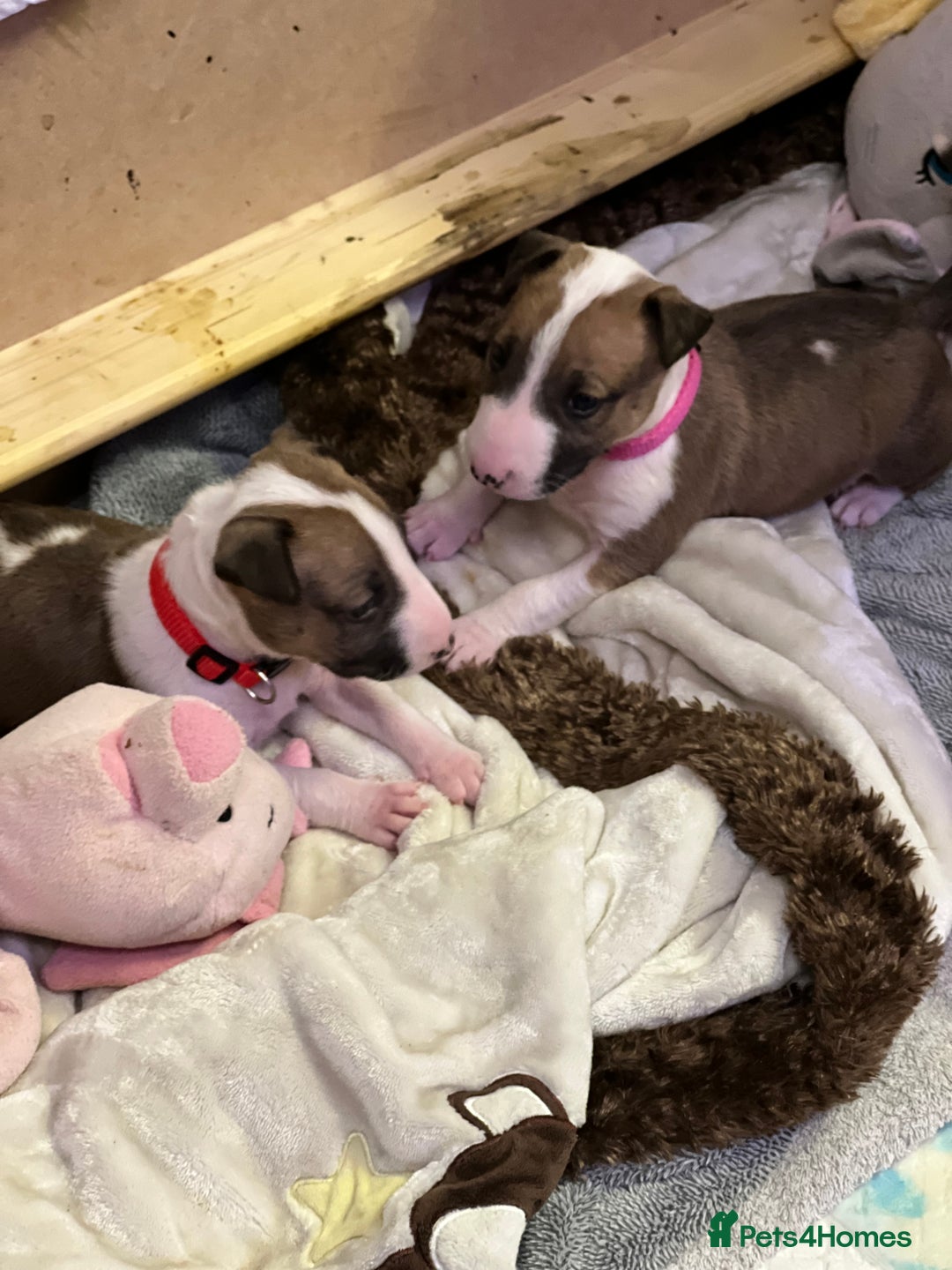 English Bull Terrier dogs for sale: English bull terriers  - Image 1
