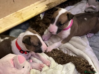 English Bull Terrier dogs - Advert 2