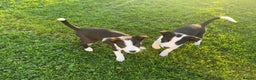 Border Collie dogs for sale: 2 Border Collie Pups for Sale (both bitches)  - Advert 6