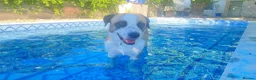 Mixed Breed dogs for adoption: 🐾 Meet Benji 😍😍 - Advert 7
