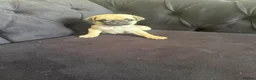 Pug dogs for sale: Pug Puppies - Advert 30