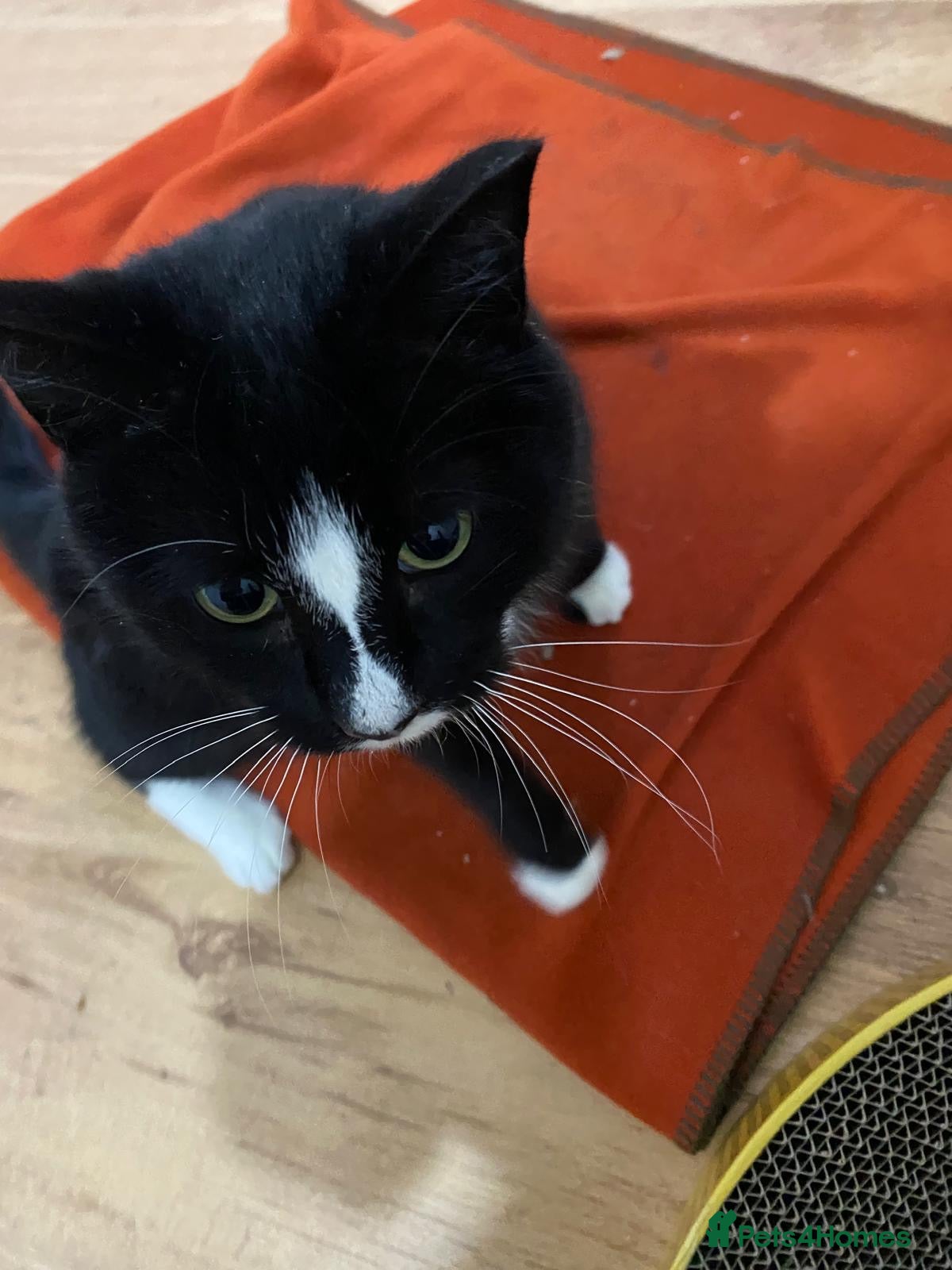 Mixed Breed cats Special rescue cat Magda needs a forever home - Advert 14