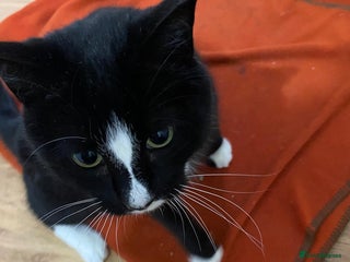 Mixed Breed cats Special rescue cat Magda needs a forever home - Advert 2