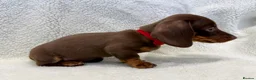 Miniature Dachshund dogs for sale: Chocolate and tan boy. Ready to leave! - Advert 3