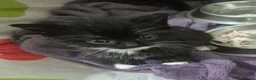 Mixed Breed cats for sale: Beautiful tabby kittens - Advert 8