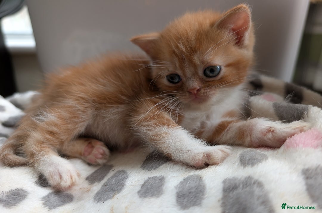 Persian cats for sale: Divine Persian X kittens..microchipoed - Image 4