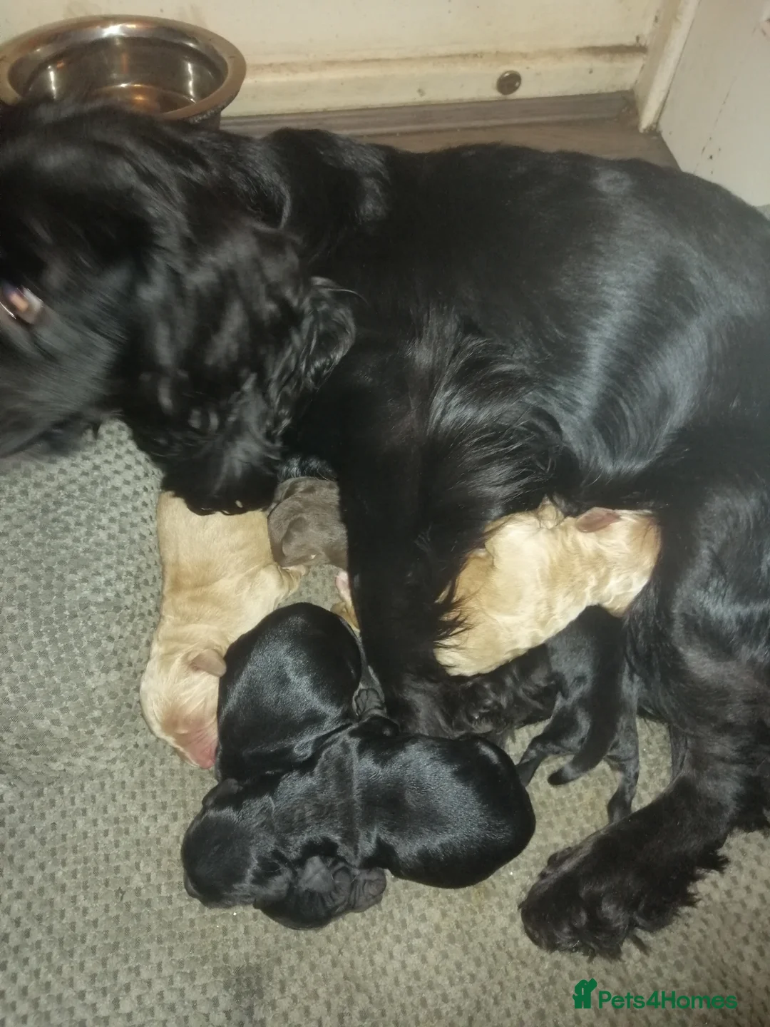 Cockapoo dogs for sale: F1 Miniature Cockapoo Males  - Advert 12