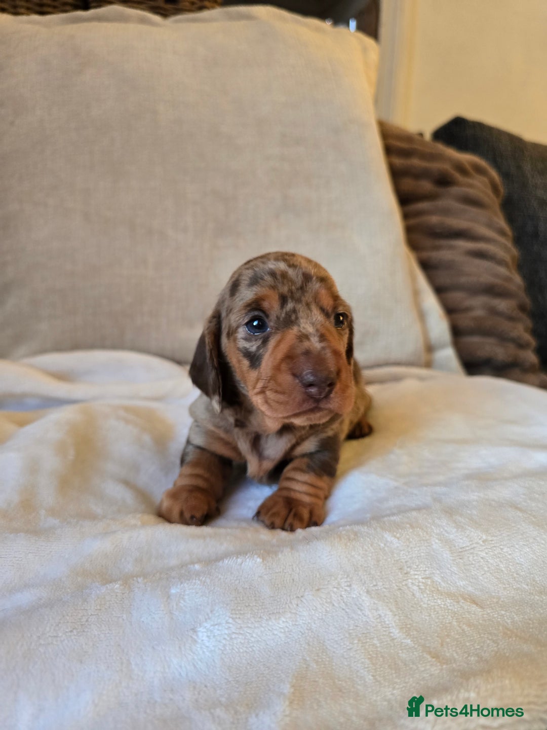 Miniature Dachshund dogs for sale: 💙Beautiful Miniature Dachund Puppies💙 - Advert 13