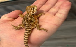 Bearded Dragon reptiles for sale: 60 Baby bearded dragons - Image 21