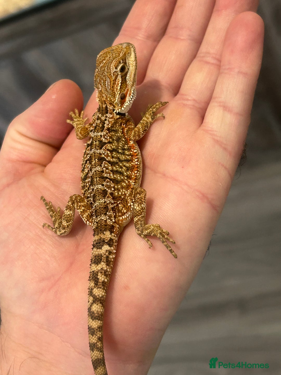 Bearded Dragon reptiles for sale: 60 Baby bearded dragons - Image 21