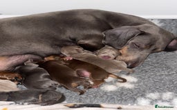Miniature Dachshund dogs for sale: Kc reg Miniature Dachshund Puppies 🐶 💕 - Image 12