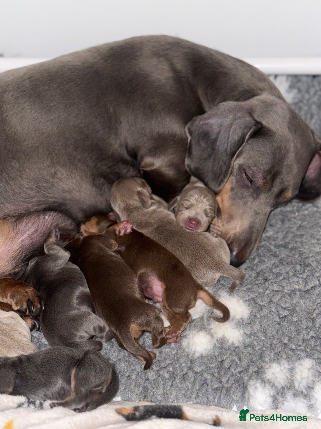 Miniature Dachshund dogs for sale: Kc reg Miniature Dachshund Puppies 🐶 💕 - Image 12