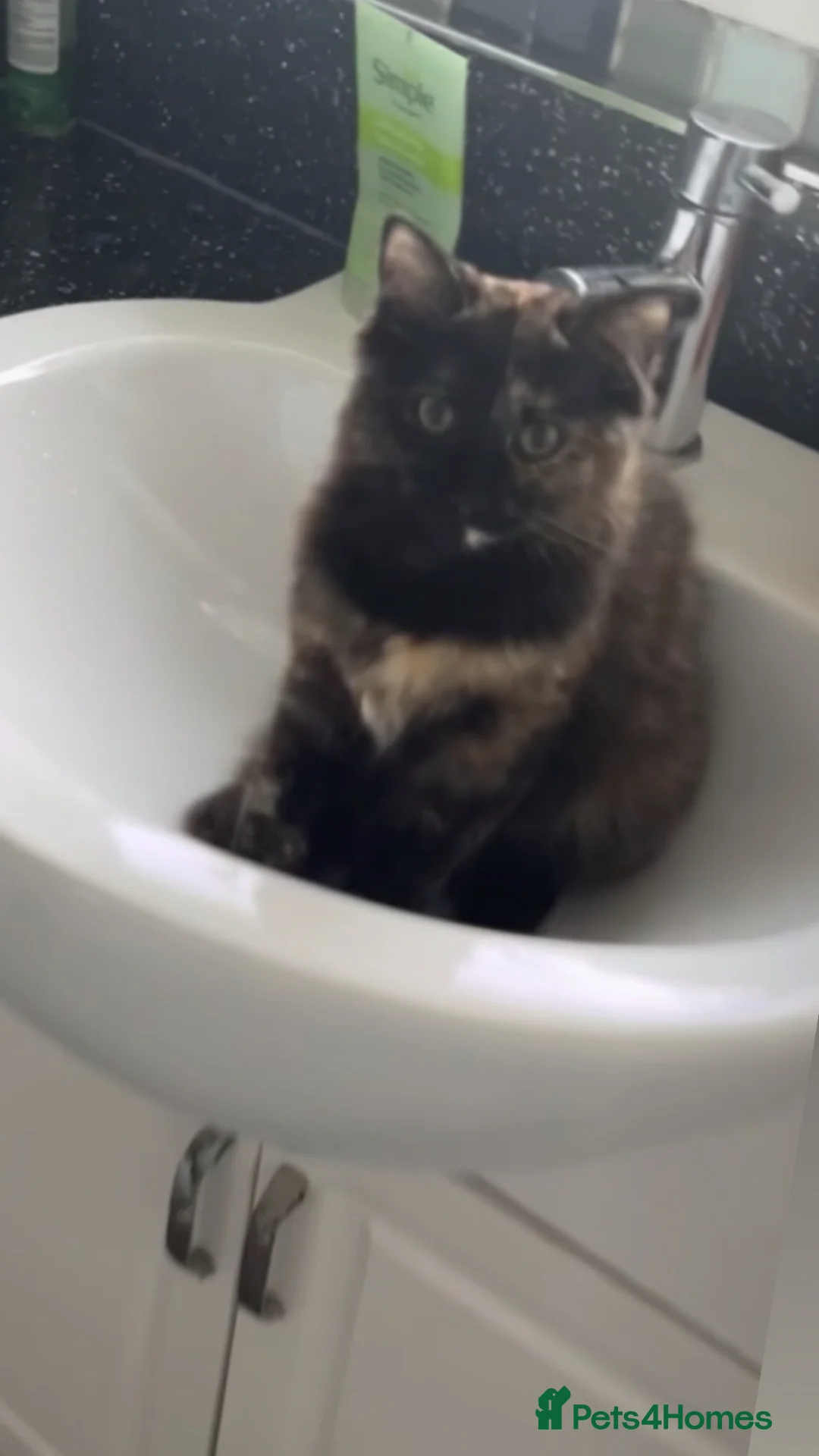 Ragdoll cats for sale: 2 male ragdoll tuxedo cats - Advert 2