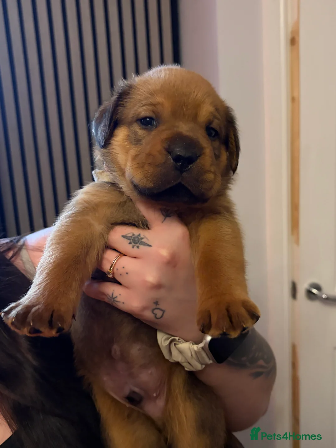 Mixed Breed dogs for sale: Rottweiler x Dogue De Bordeaux puppies - Advert 12