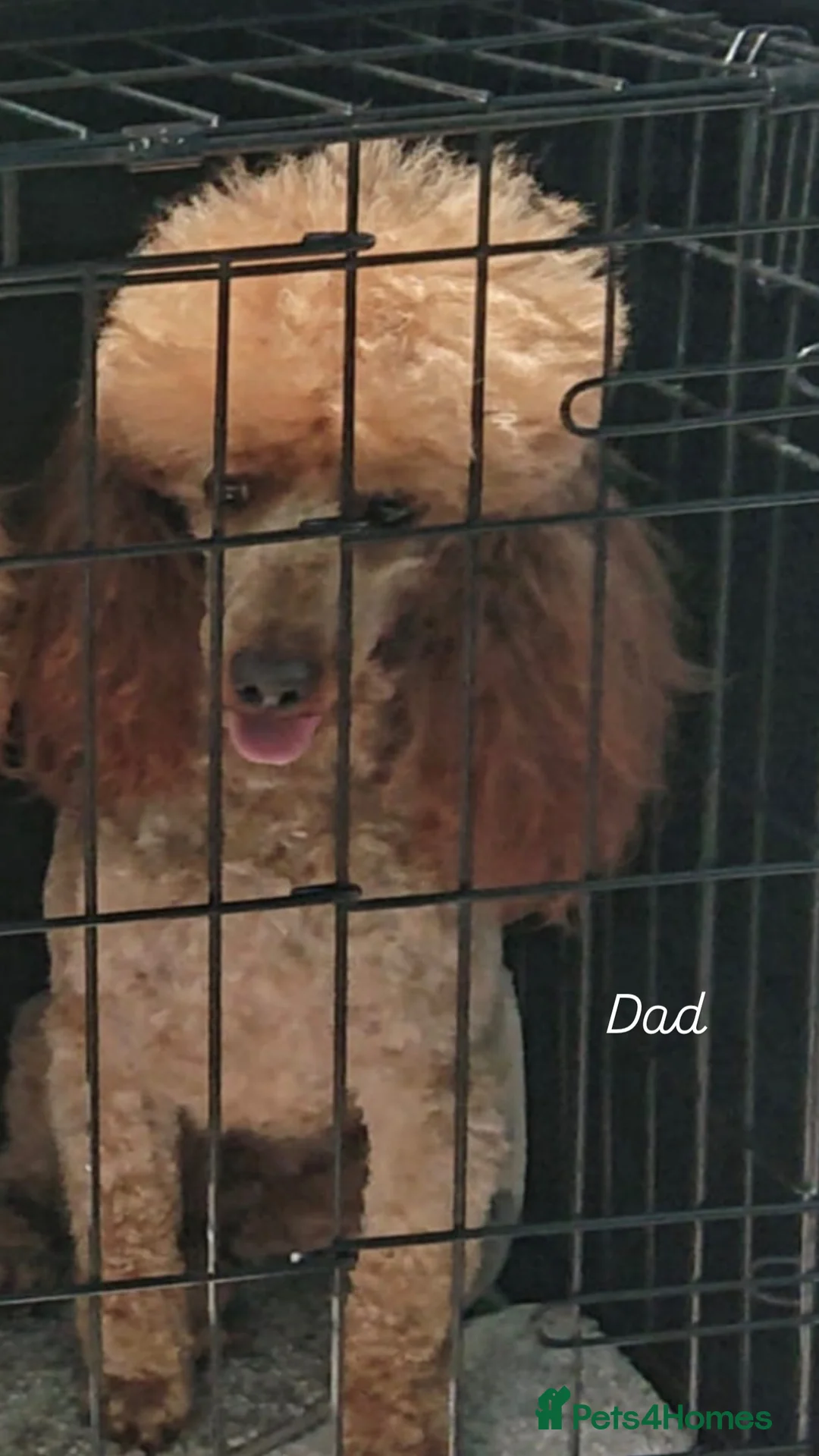 Toy Poodle dogs for sale: Toy poodle puppy’s  in St Albans - Advert 6