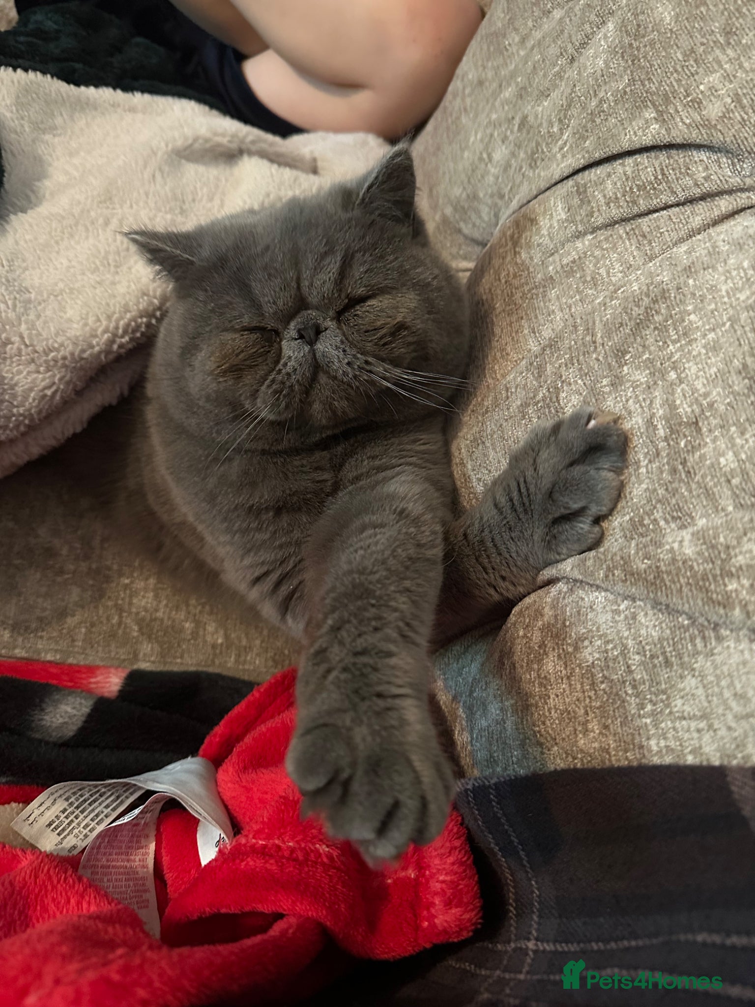 Exotic cats for sale: Baloo is looking for a new home  - Advert 3