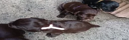 Cocker Spaniel dogs for sale: 6 STUNNING KC REGISTERED COCKER SPANIEL PUPPIES  - Advert 9