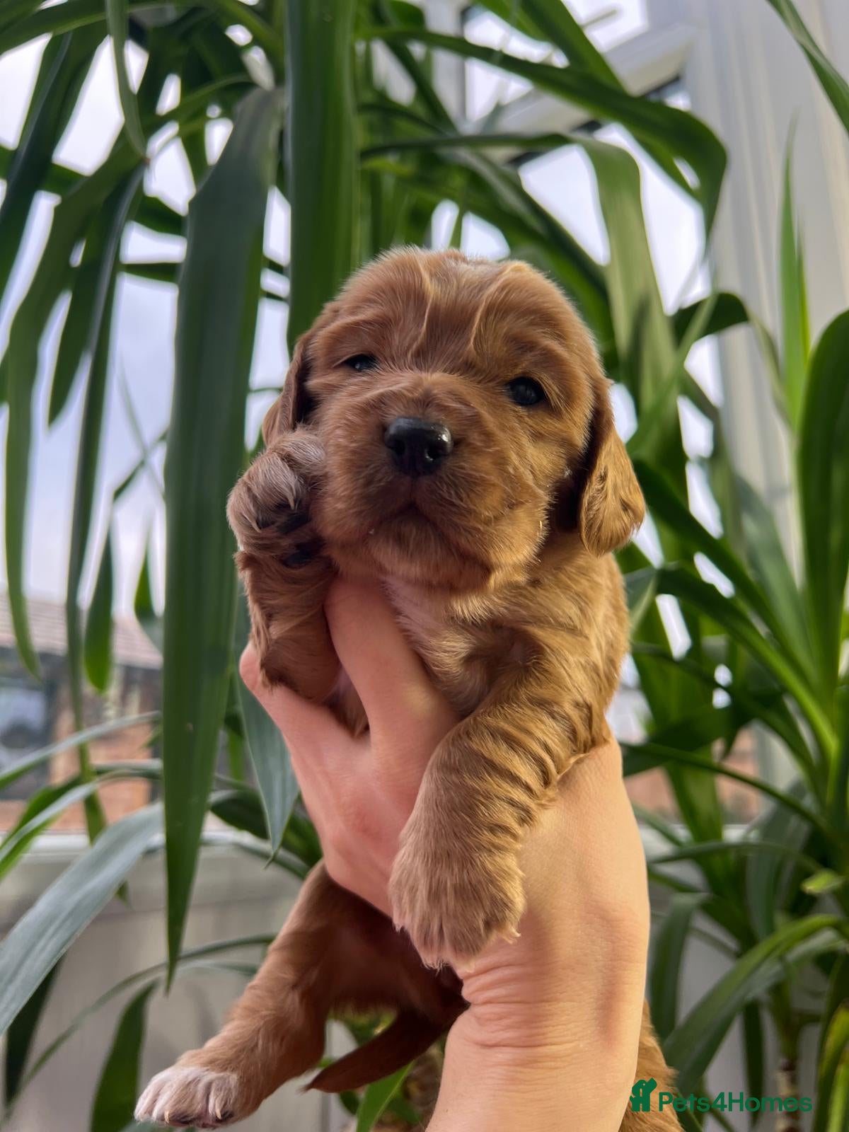 Cocker Spaniel dogs Show Type Cocker Spaniels. - Advert 2