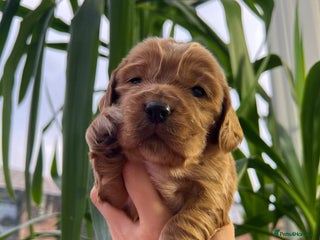 Cocker Spaniel dogs Show Type Cocker Spaniels. - Advert 5