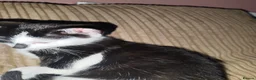 Mixed Breed cats for sale: Kitten's for sale  - Advert 8