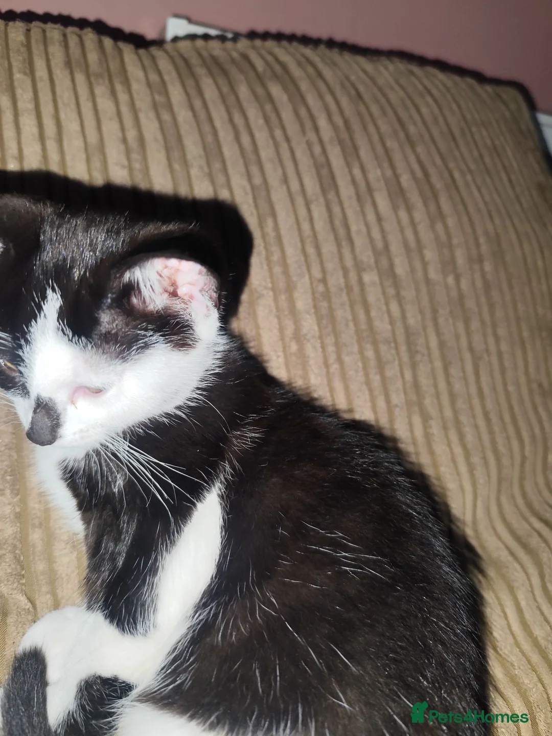 Mixed Breed cats for sale: Kitten's for sale  - Advert 8