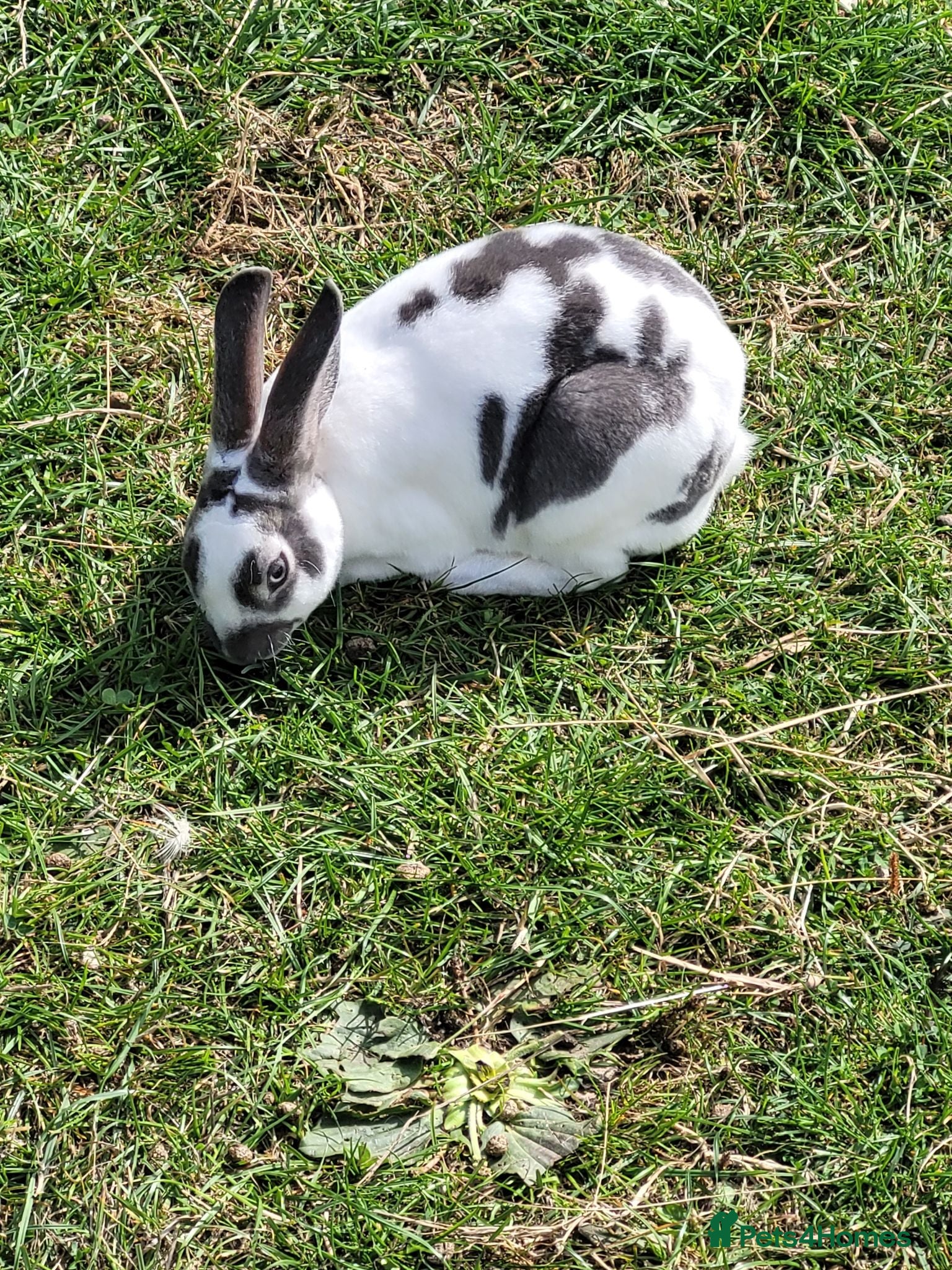 Rex rabbits Mini rex rabbits for sale - Advert 1
