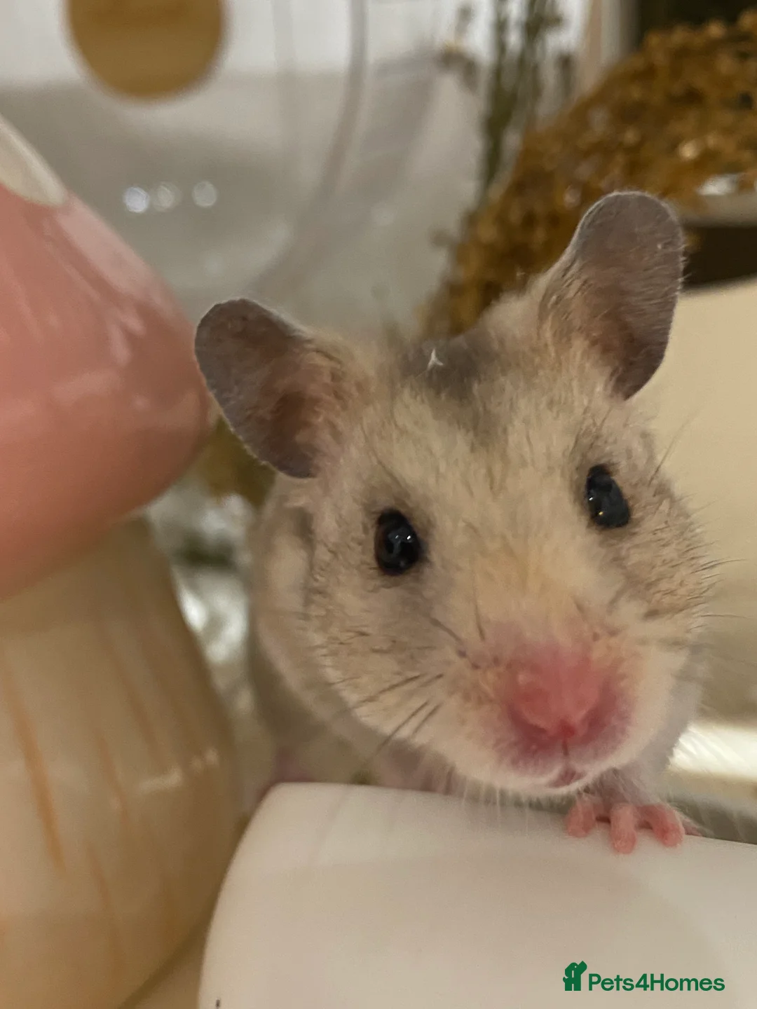 Hamster rodents for sale: Lovely hamster looking for new home 🩷 in Lewes - Advert 6