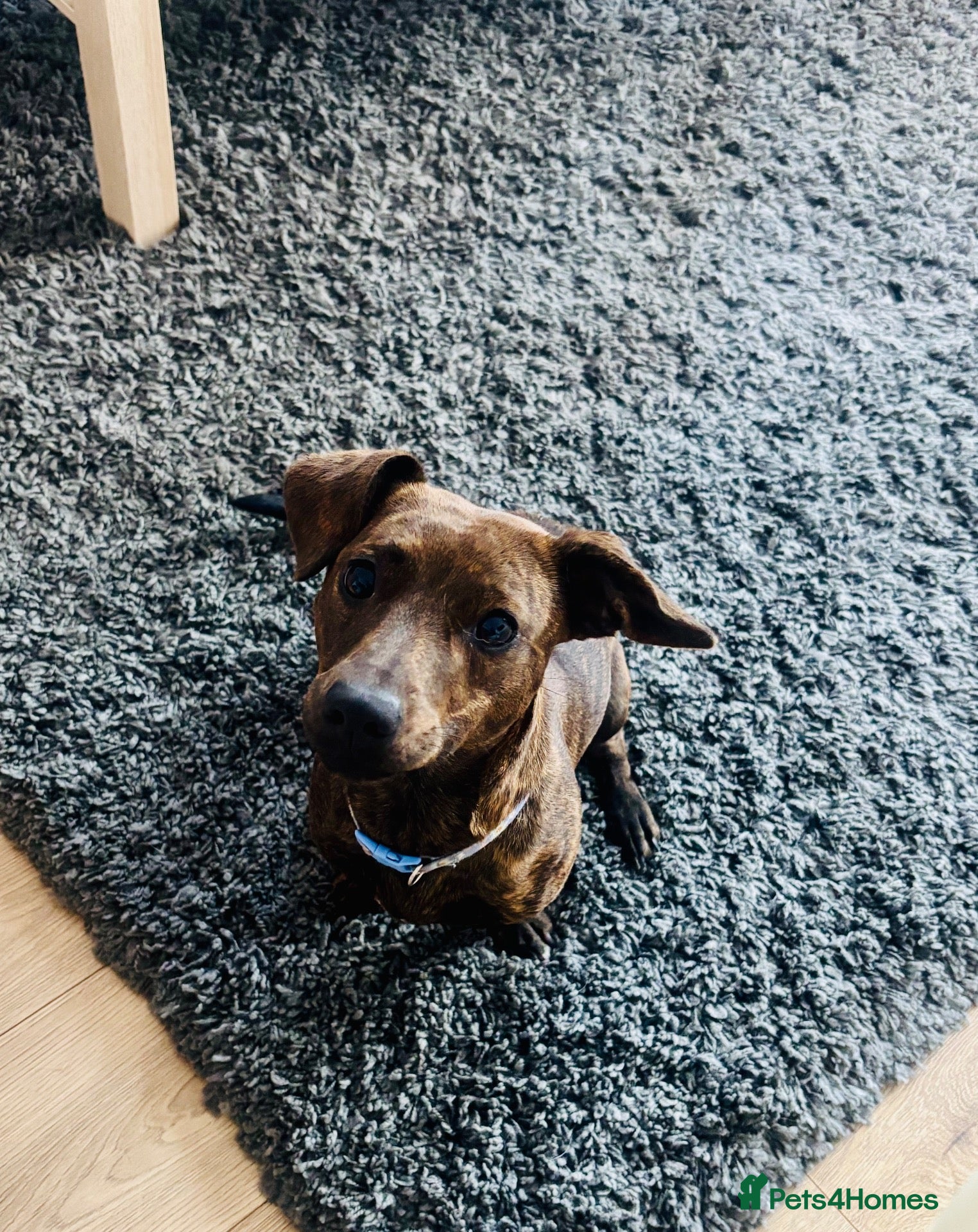 Mixed Breed dogs Dachshund X Staffy for sale  - Advert 2