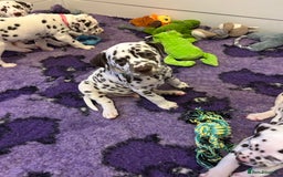 Dalmatian dogs for sale: This is an all liver litter of Dalmatian puppies - Advert 2