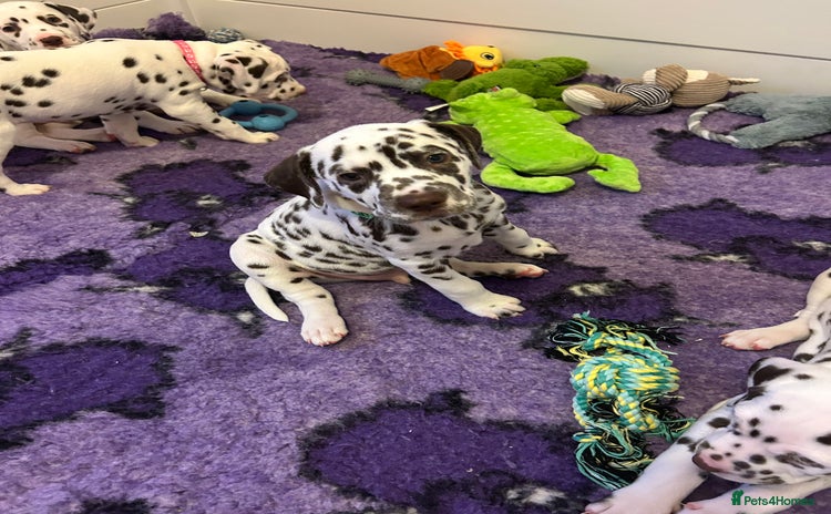 Dalmatian dogs This is an all liver litter of Dalmatian puppies - Advert 8