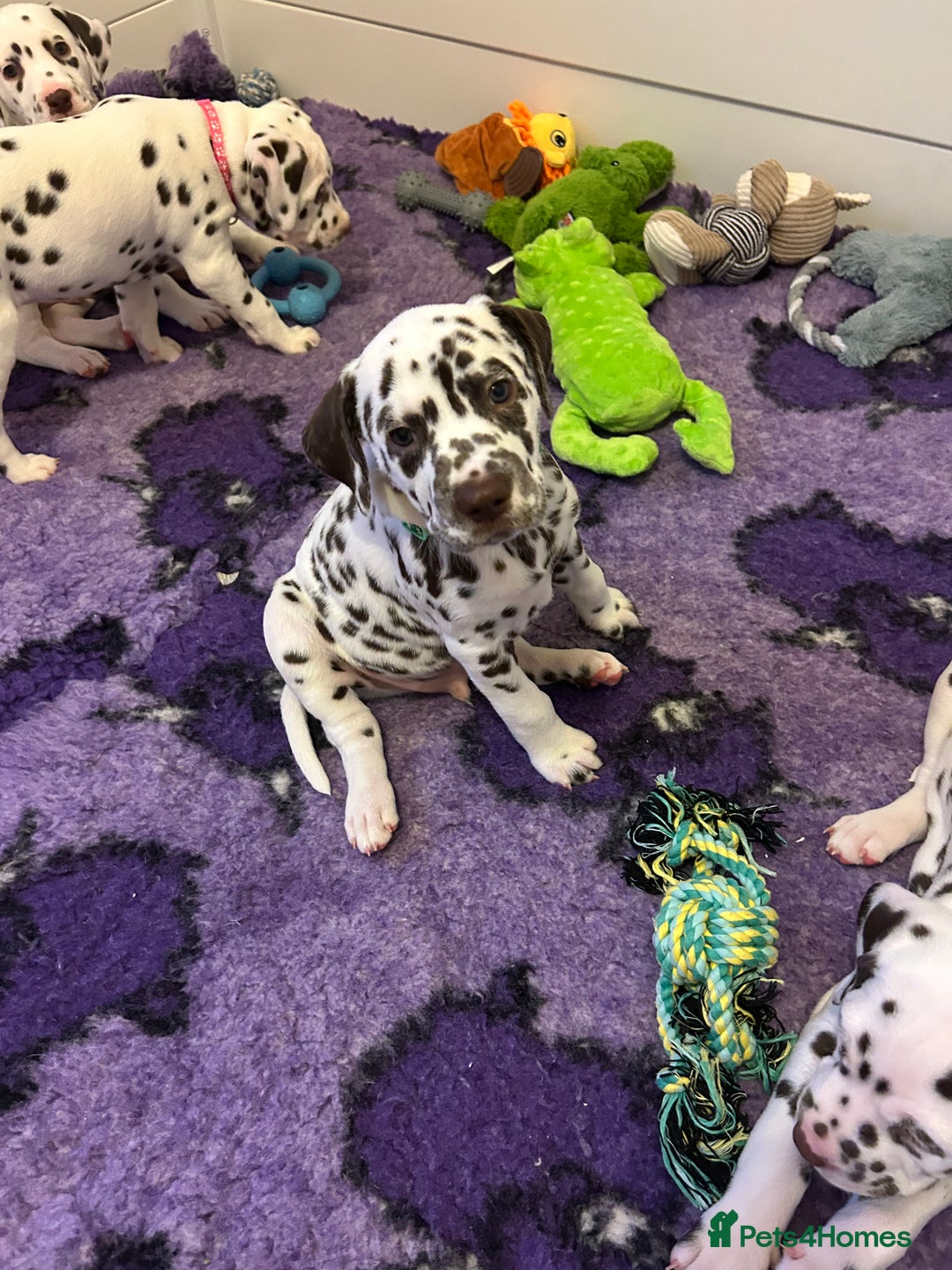 Dalmatian dogs for sale: This is an all liver litter of Dalmatian puppies - Advert 2