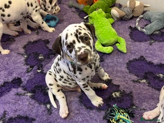 Dalmatian dogs This is an all liver litter of Dalmatian puppies - Advert 8