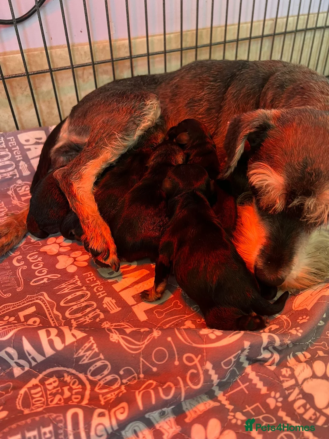 Miniature Schnauzer dogs for sale: Miniature schnauzer pups - Advert 4