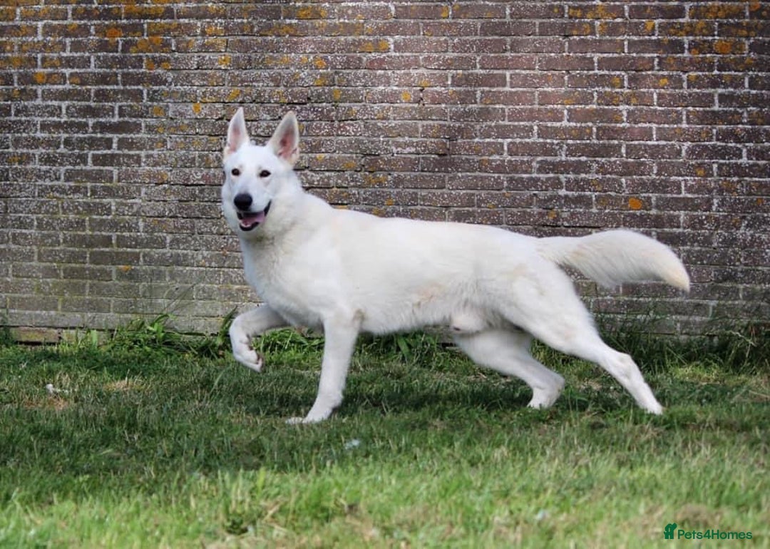 German Shepherd dogs for stud: Proven White Shepherd Dog ~ Frozen Semen Available - Image 2