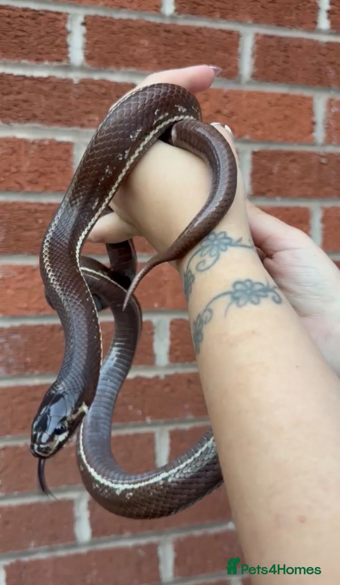 King Snake reptiles California king snake pair! - Advert 2