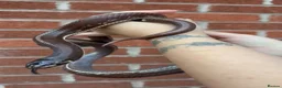 King Snake reptiles for sale: California king snake pair! - Advert 2