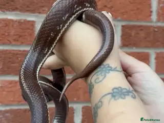 King Snake reptiles California king snake pair! - Advert 2
