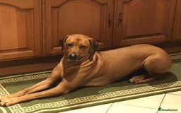 Rhodesian Ridgeback dogs for sale: LADYLIUWA KC REG. LITTER: LAST TWO PUPS FOR SALE in Grantham - Image 30