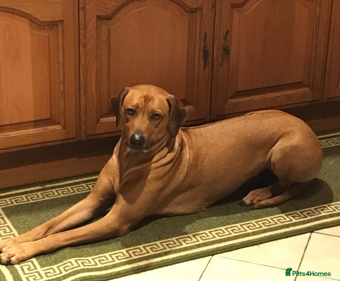 Rhodesian Ridgeback dogs for sale: LADYLIUWA KC REG. LITTER: LAST TWO PUPS FOR SALE in Grantham - Image 30