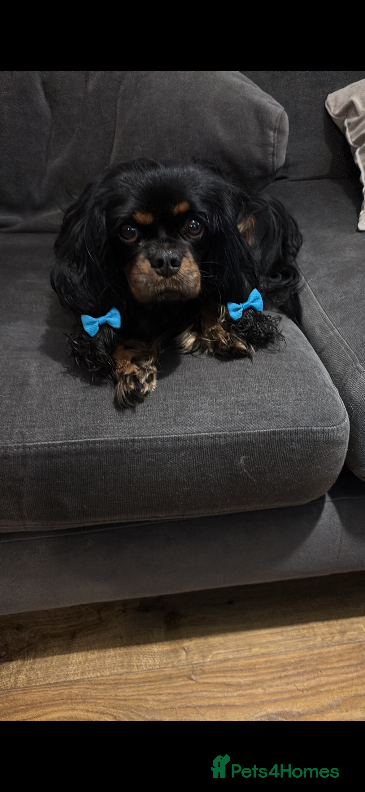 Cavalier King Charles Spaniel dogs Gorgeous KC Puppies Available  - Advert 4