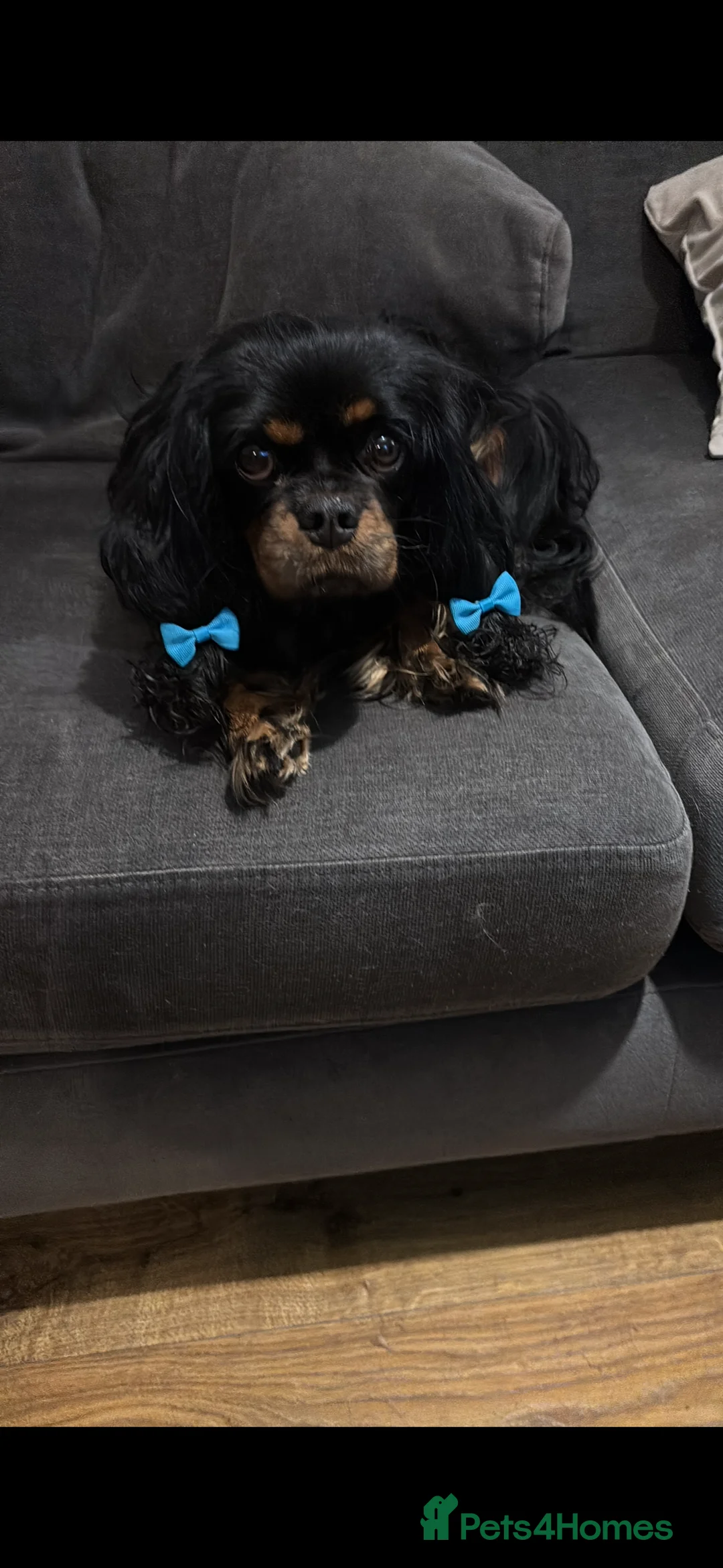 Cavalier King Charles Spaniel dogs for sale: Gorgeous KC Puppies Available  - Advert 1