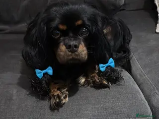 Cavalier King Charles Spaniel dogs Gorgeous KC Puppies Available - Advert 4