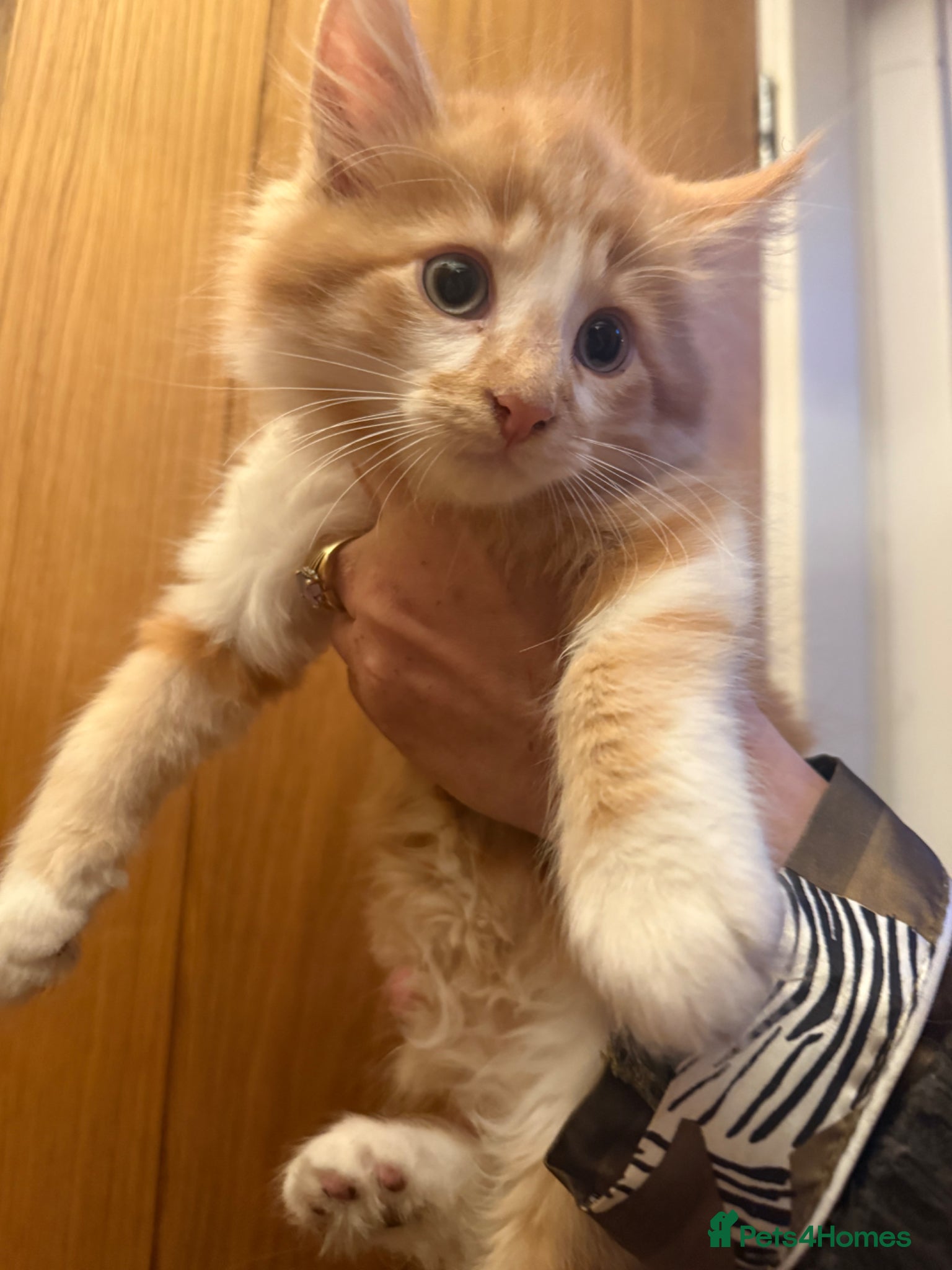 Maine Coon cats Gorgeous Maine Coon kittens - Advert 8