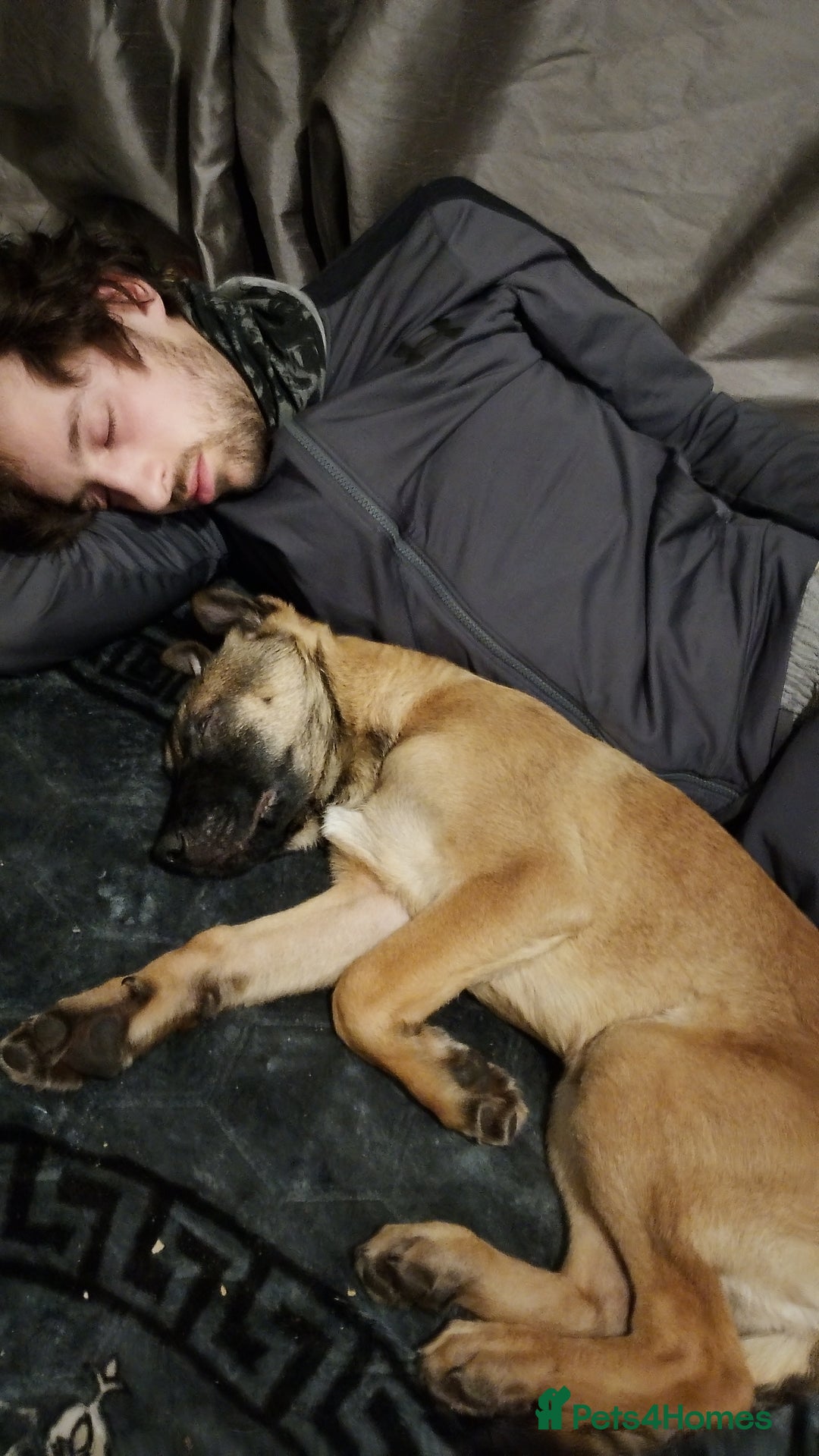 Belgian Shepherd Dog dogs for sale: Belgium malli  - Advert 2