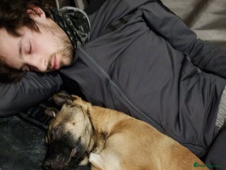 Belgian Shepherd Dog dogs Belgium malli - Advert 1