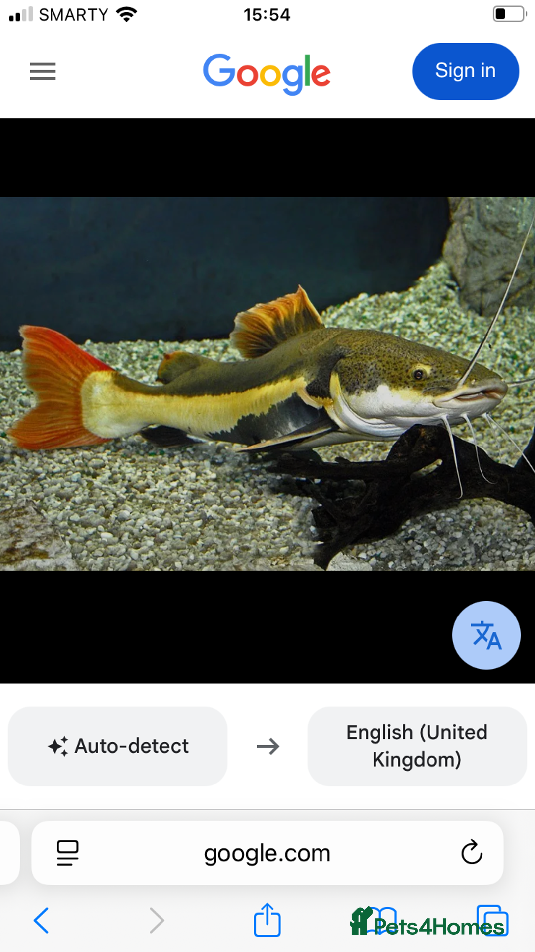 Catfish fish for sale: Red tail catfish - Advert 3