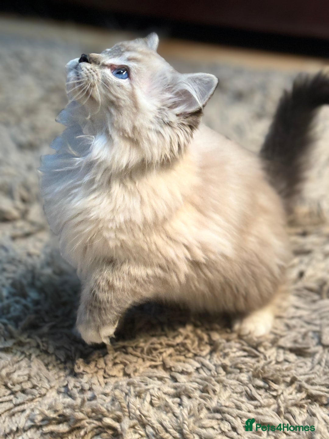 Ragdoll cats for sale: Stunning Ragdoll kittens available now - Advert 14