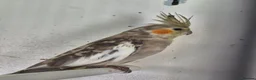 Cockatiels birds for sale: Young Cockatiels and semi tame cockatiels  - Advert 5